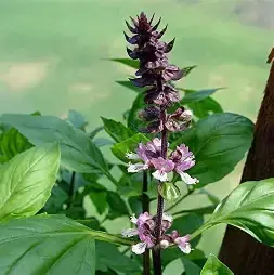 TULSI / Basilic sacré