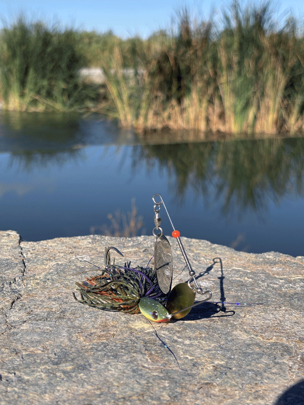 Bluegill
