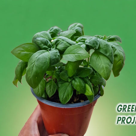 Coltivare il basilico: consigli dal vivaio Green Project per un'esplosione di aromi in giardino