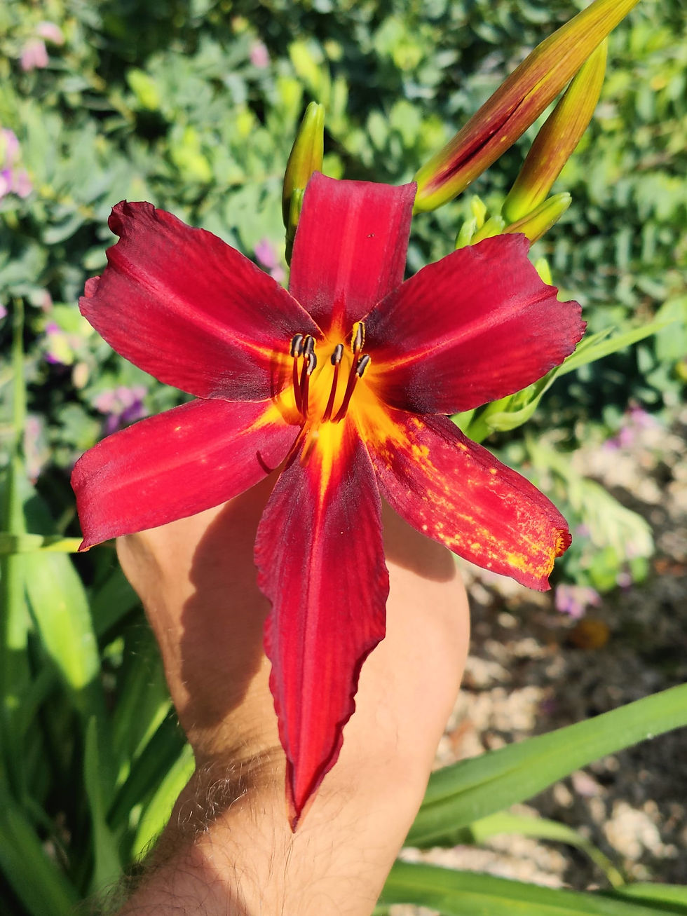 Giugno: un Mese di Fioriture e Cura delle Piante