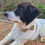 Thumbnail: Black and white shepherd dog lying down wearing a tatty Lulu UK made doggy bowtie