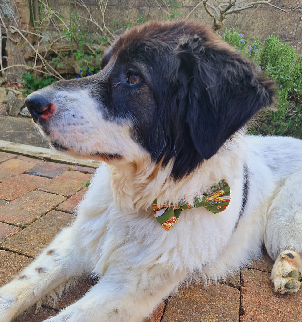 Black and white shepherd dog lying down wearing a tatty Lulu UK made doggy bowtie