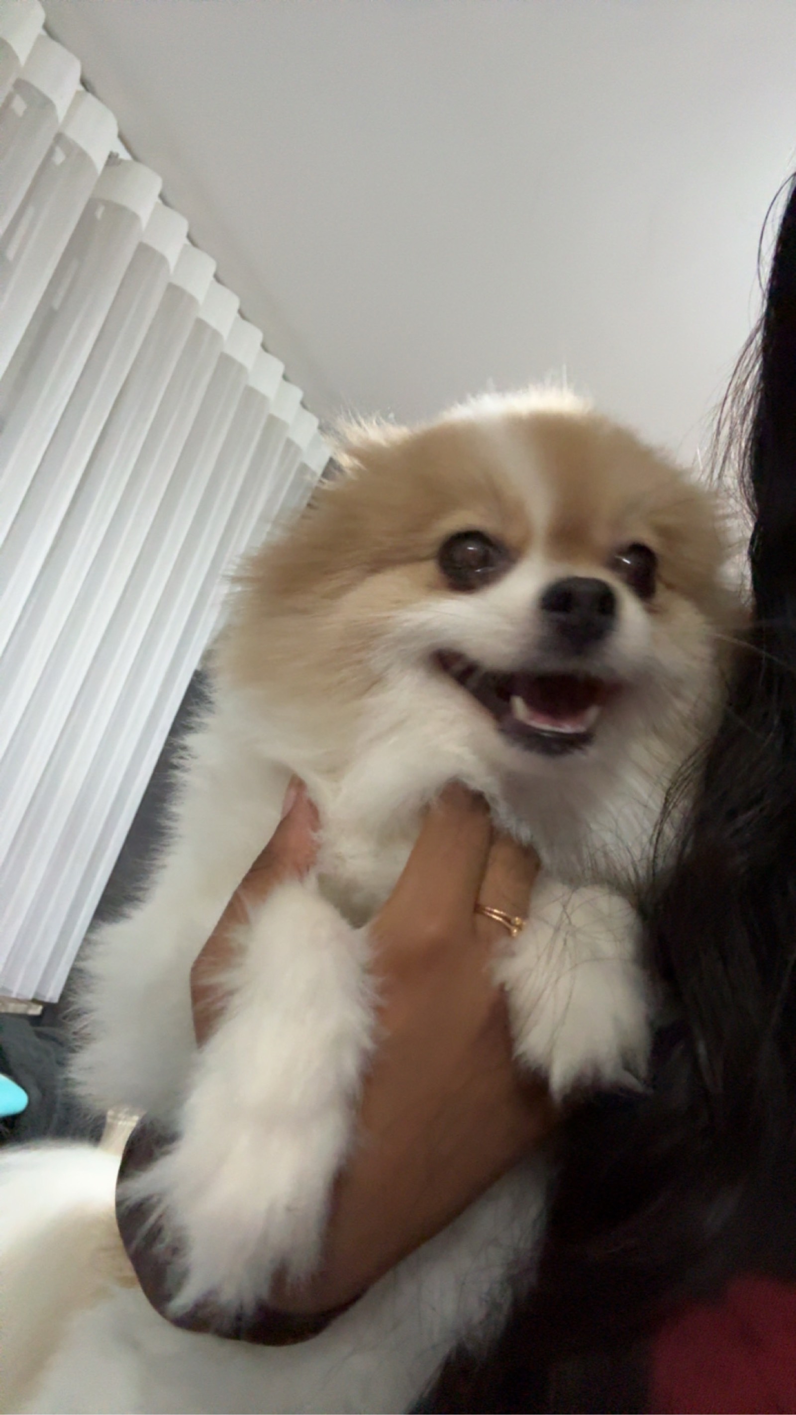 Chien Spitz Nain à vendre