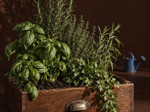 Balkon & Garten: Frische Kräuter für deine Küche