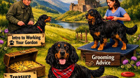 GORDON SETTER CLUB OF SCOTLAND - FUN DAY