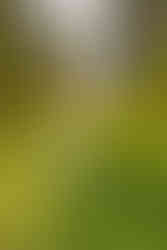 ensaio fotografico no campo