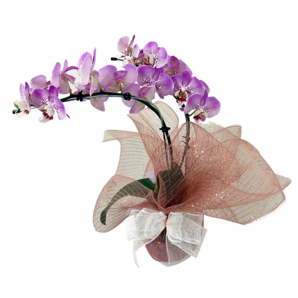 Miniatura: Orquídea Phalaenopsis na Tela