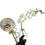 Miniatura: Orquídea phalaenopsis no vidro com balão