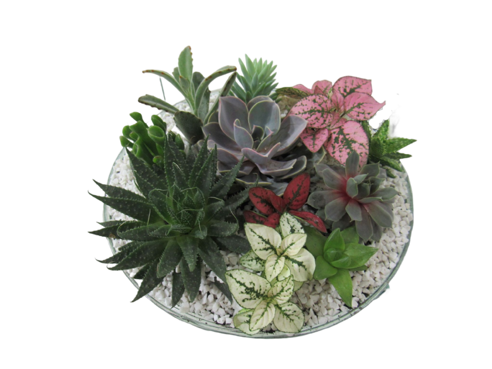 Terrário Rosa de Pedra