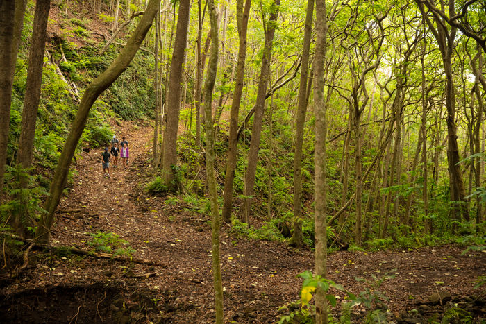 Kaukonahua Ranch forest hiking trail