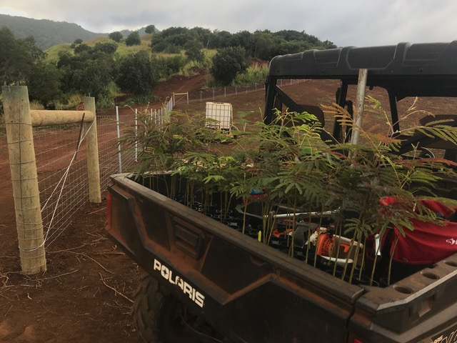 Kaukonahua Ranch native tree planting