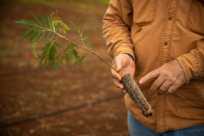 Kaukonahua Ranch native tree planting