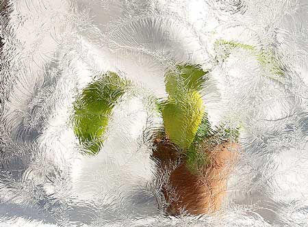 Plant in a pot cabinet glass on a textured snowy background MargiesArtGlass