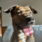 Buddy the Dog!