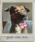 Buddy the Dog!