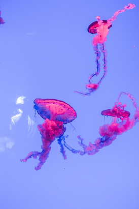 original jellyfish.png