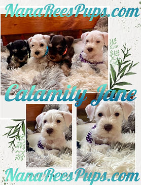 A Calamity Jane.jpg