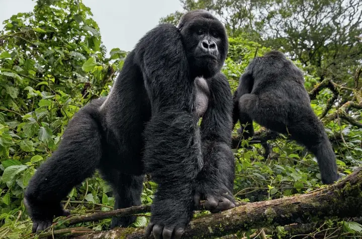 Explore Virunga National Park in DR Congo – home to mountain gorillas, active volcanoes, and Africa’s oldest national park. Your next wild adventure awaits.