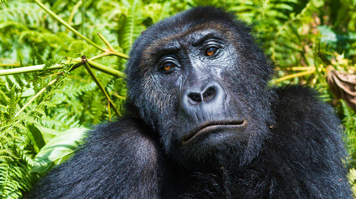 Explore volcanoes at Kahuzi-Biega National Park in DR Congo, a true natural wonder and UNESCO World Heritage Site.