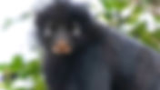 New Monkey Species Discovered in the DRC’s Congo Rainforest