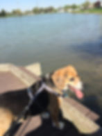 Pet Care -House Watch