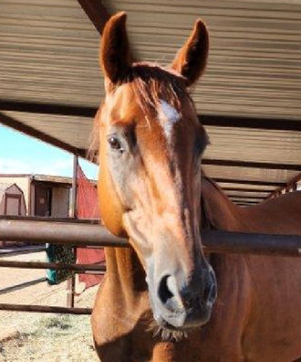 thoroughbred gelding