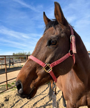 thoroughbred bay mare