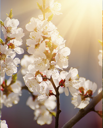 white flowers