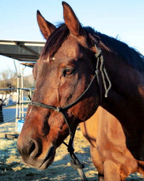 thoroughbred bay gelding