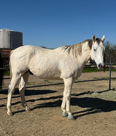 horse