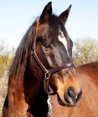 thoroughbred gelding