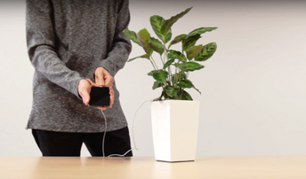 Pronto podrás cargar tu celular con esta planta