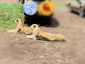 Safari in Africa: Quale Fa Per Te? Scopri il Tuo Viaggio da Sogno!