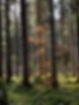 Triberg Woodland - By E Rose