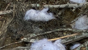 Journey to talk with the Spider People