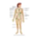 lymph sys.png