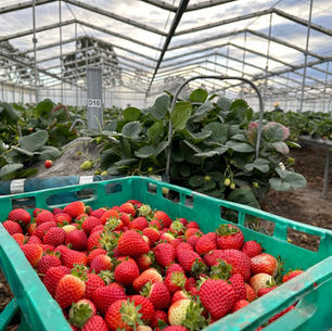 Berries Introduction