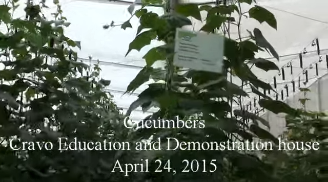 Pepinos - Centro de demostración y educación de Cravo, 24 de abril de 2015