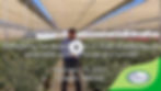 More blueberries, more compact plant in a retractable cooling house versus tunnels Mexico