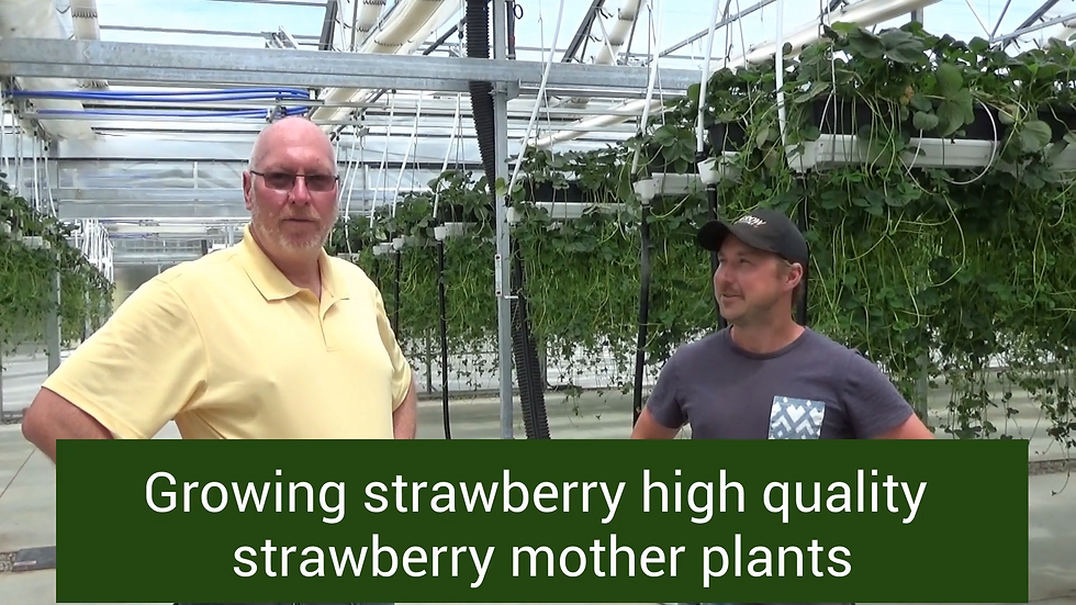 Cultivo de plantas hijas de fresas en una casa con techo retráctil, 7 de junio de 2021