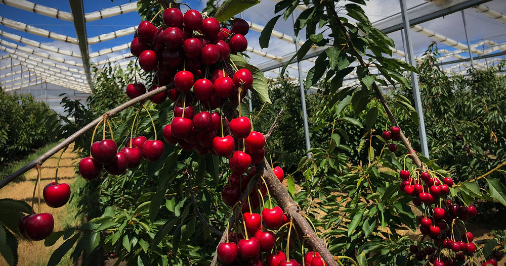 Tree Fruits