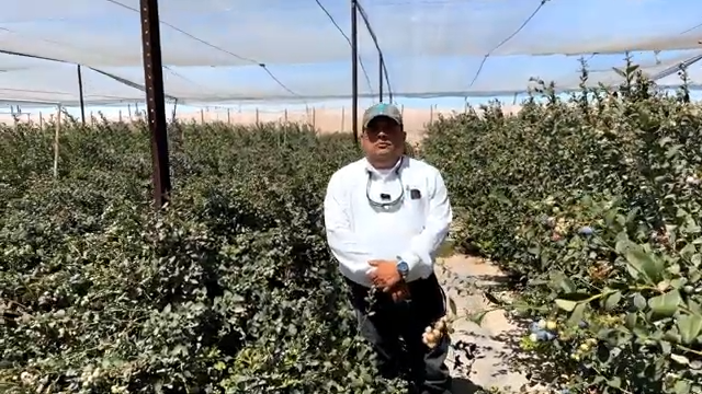 60% más de fruta, 90% jumbo y maduración uniforme de arándanos Fall Creek 132 en techo retráctil