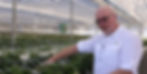 Comparing hydroponic strawberry plant densities with the efficiency of spraying and harves