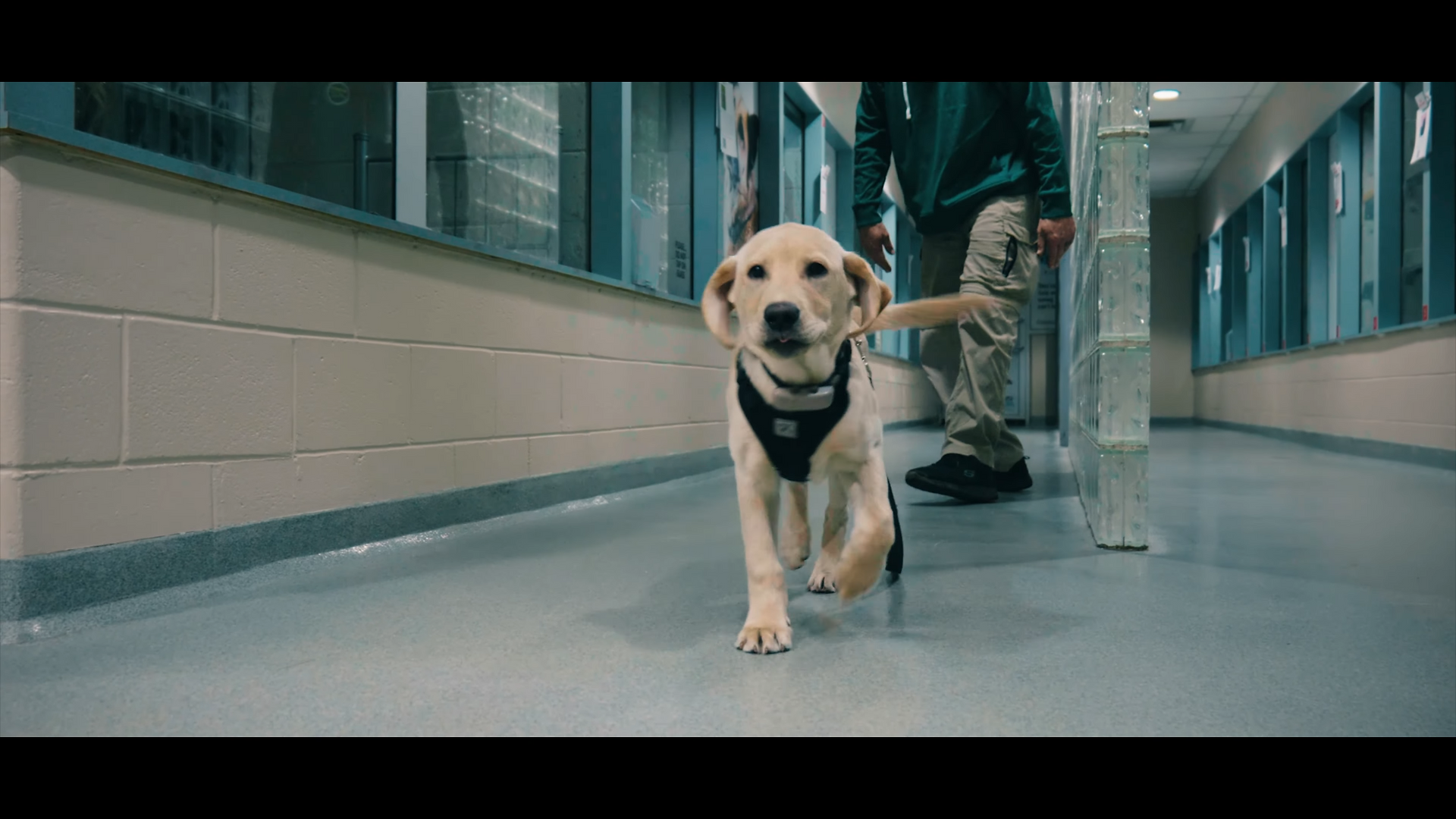 Celebrity pupper 🤩