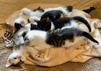 kittens - 1.jpeg
