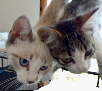 Freja & Gretta