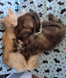 mom & kittens
