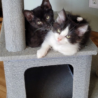 Thomas & Tina - 1.jpeg