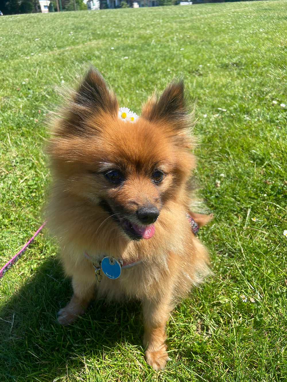 Walk photos