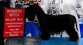 Harper - Major Win - 2.png